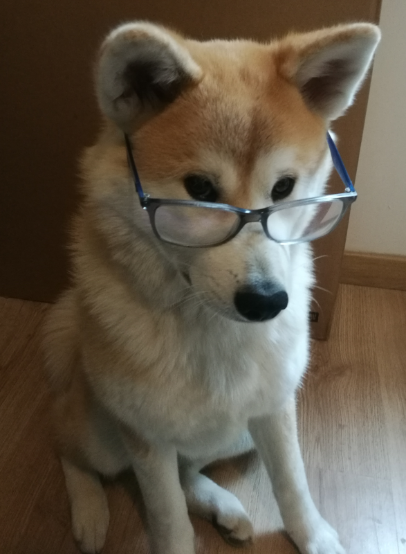 Kira, Akita Inu, portant des lunettes, indiquant sa haute éducation canine
