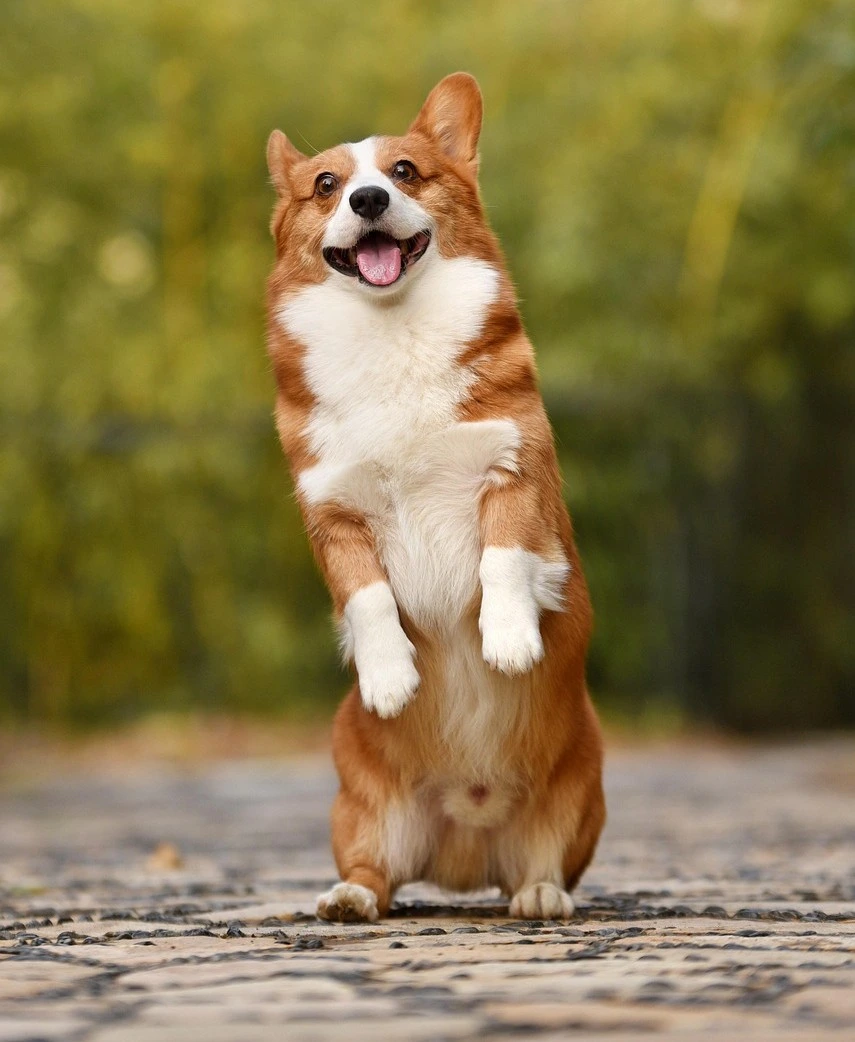 Un corgi monté sur ses pattes postérieures, l'air joyeux, suite à une séance d'éducation canine avec son éducateur canin.